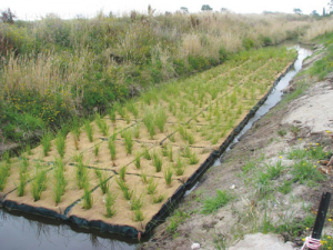 Floating treatment wetlands filter nutrients from waterways before they leach Lake Areare, Waikato.