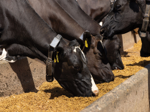 The dry period is your best opportunity to correct body weight deficits, protect animal health, and build the platform for a strong start next season.