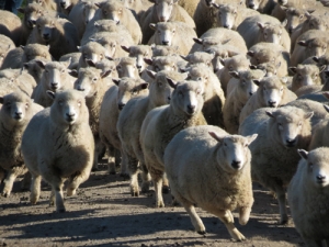 Estimates suggest that footrot costs New Zealand’s fine wool sector up to $10 million each year.