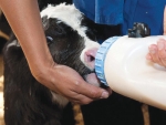 Pooling colostrum is a common practice on New Zealand dairy farms.
