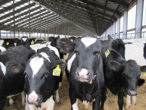 Calves at a Fonterra farm in China.