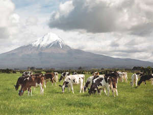 WWS bred calves grazing at J. Taylor and D. Manley’s farm, Taranaki.