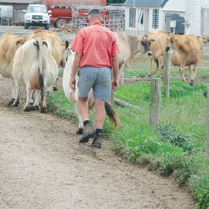 NZ dairy farmers upbeat 