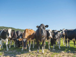 Does your herd have adequate levels of trace minerals?