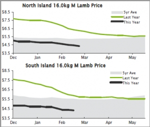 LAMB | Farmgate lamb prices continue to feel heat