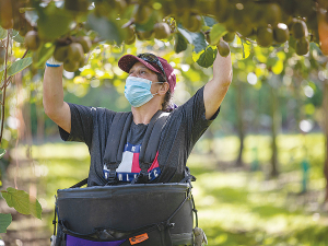Many kiwifruit growers themselves have been out in the orchards with the picking crews and also helping out in packhouses to help ensure this season&#039;s crop gets harvested.