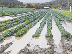 The wettest July in the Horowhenua for more than 75 years has caused havoc for local growers.