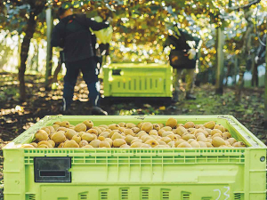 Zespri Launches “Grown for Good” Global Brand Platform