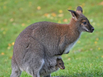 The work also complements central government investment through the Tipu Mātoro National Wallaby Eradication Programme. Photo Credit: Ministry for Primary Industries.