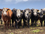 When and Why to Treat Cattle for Liver Fluke This Winter