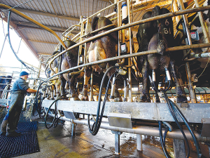 The report claims that Fonterra&#039;s planned capital restructure would mean for the average dairy farm producing 176,000 kgMS per year - a loss of around $360,000 annually.