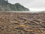 Tolaga Bay was cheek by jowl with logs and slash – unwanted by forestry operators – after the storms in mid July.