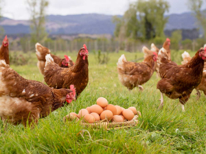A leading forest free range farm in South Waikato aims to pioneer sustainable egg production in New Zealand.