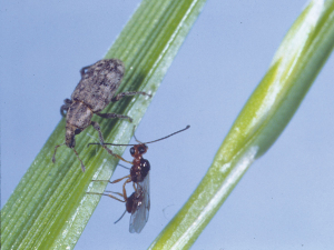 The Argentine Stem Weevil and the parasitoid wasp imported from South America to manage it.