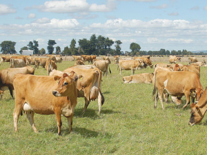 Jersey cows produce more fat than other breeds.