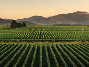 Marlborough may reach near land capacity by around 2025; supply limits may be reached by around 2028, PwC says.