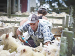The trial is being held during lamb weaning to see whether it reduces the need for anthelmintics.