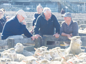 Allied Farmers managing director Richard Milsom says the livestock agency business was challenged with difficult weather and reductions in meat and dairy market prospects.