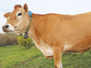 Allflex cow collars sense and transmit essential data on individual cows.