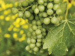 Stellar cellar clean-up in wake of cyclone