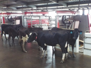 Cows arrive to be milked by Lely robots.