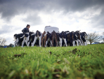 Safer Farms issues safety alert on ATV rollovers when towing calf milk trailers