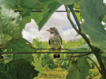 Bird Watcher: Costs &amp; benefits of birds in vines