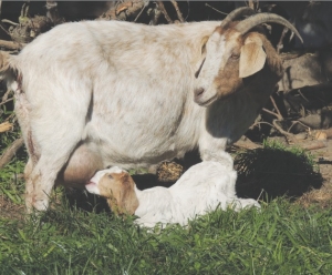 Less stress introducing replacements in milk