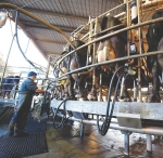Australia looks to milk Chinese demand