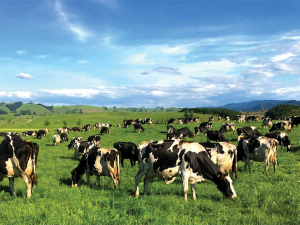 DairyNZ's Tracy Brown Flags El Nino Risk for Dairy Farms