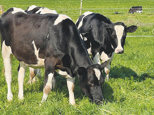 The Discovery Project focuses on identifying exceptional Holstein Friesian heifers.