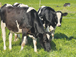 The Discovery Project focuses on identifying exceptional Holstein Friesian heifers.