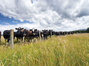 Ergot is a fungus (Claviceps purpurea) that can infect grasses and cereals, particularly ryegrass.