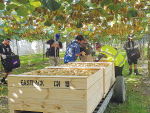 New JV kiwifruit breeding centre to open in October