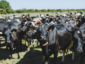 Nedap currently offers its Cow Collar and cloud software technology in NZ through its business partners.