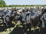 Nedap aims to help farmers maximise herd’s potential