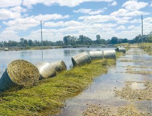 Botulism a major risk after Oz flooding