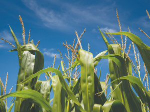 Sparta is currently the only product registered for use on FAW in corn and maize in New Zealand.