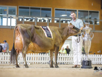 Corey Ferguson, Otorohanga, with the family’s supreme champion dairy exhibit, Ferdon Tbone Veneer EX. Photo Credit: Eve Tomlinson, UK.