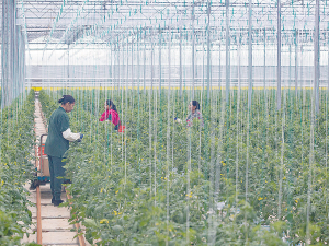 NZ Hothouse Ltd is the country’s largest privately-owned tomato grower, it has 19.5ha of glasshouses in Karaka, south Auckland, and produces more than 18 million units per annum.