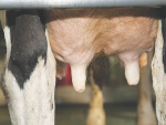 Infected cows left untreated, produce less and less milk.