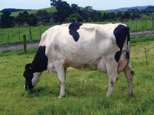 Edenmore Free Tui VG88 – a high performing cow on the farm.