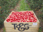 T&G’s Apples business reported a decrease in revenue due to adverse weather and lack of labour.