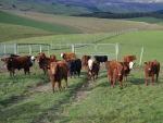 The Informing New Zealand Beef Programme is on the lookout for a North Island farm to expand the project.