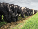 Over-conditioned cows also tend to eat less before and after calving.