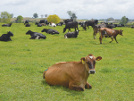 When it comes to diversified pasture firstly farmers should think about functionality, according to Massey University.