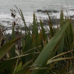 NZ flax or Herekeke