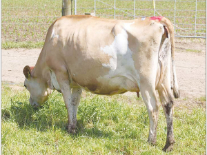 A three-year-old Waikato Jersey is claiming to be New Zealand&#039;s highest priced dairy cow.