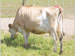 Jersey cow fetches $55,000