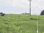 Strainrite Fencing Systems knows the importance of break fencing on both grass and crops.